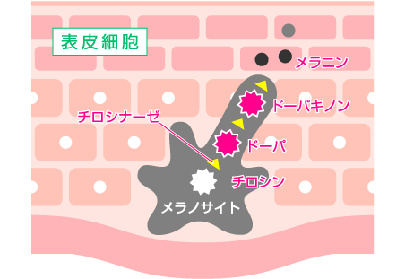 しみができるメカニズム3